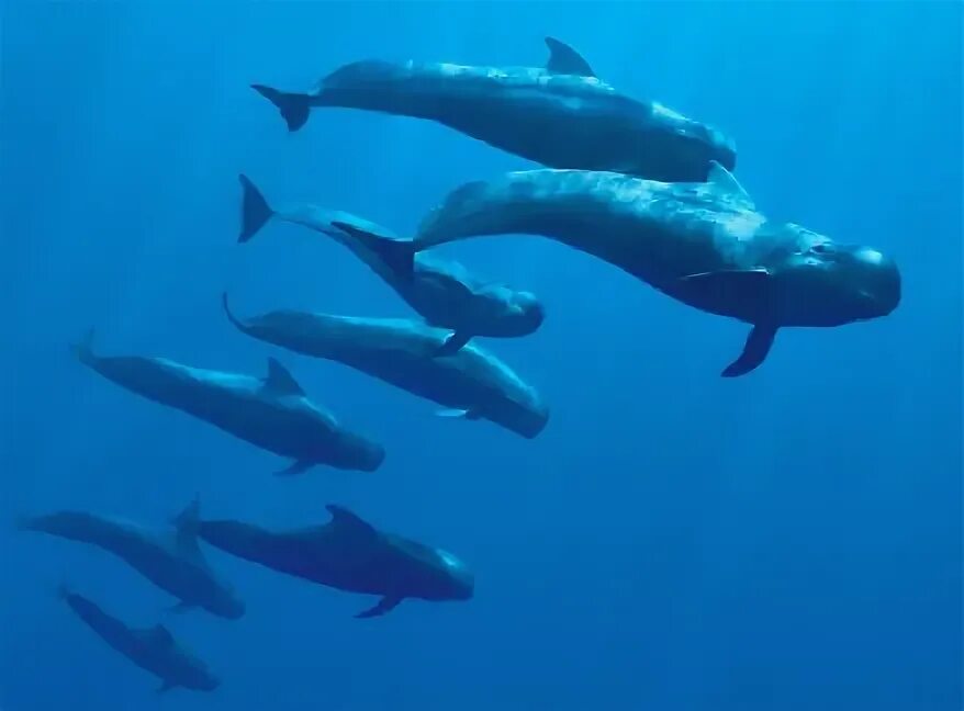 Whales are than dolphins