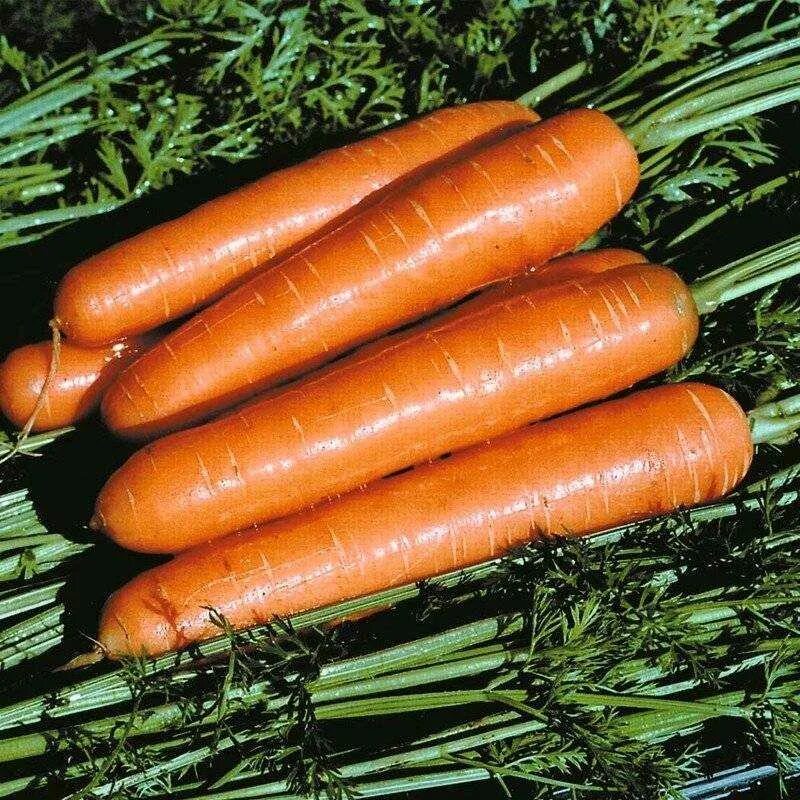 Морковь королева осени. Морковь роте ризен. Морковь осенью. Семена морковь лагуна f1. Сорт моркови королева осени.
