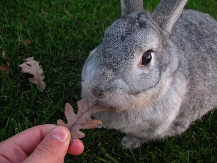 Well rabbit