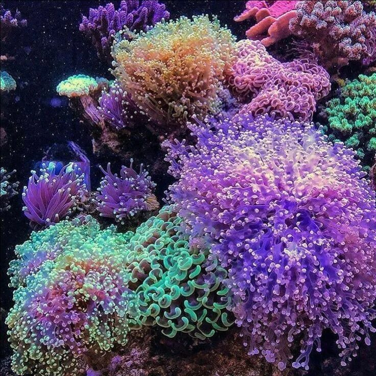 Медузы. Кишечнополостные медузы. Cairn jellyfish. Риф медуза. Медуза цефея.