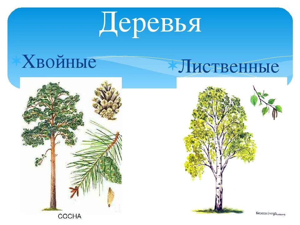 Листья хвойные и лиственные. Хвойные деревья и лиственные деревья. Листаенные ихвойные деревья. Листвинные дерпевья и хвой. Лиственные и хвойные деревья для дошкольников.