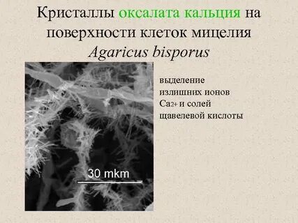 Клеточный мицелий