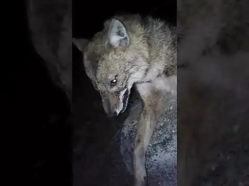 Ушастый шакал. Горные кавказские шакалы. Шакал воет. Шакал звук. Африканский шакал.