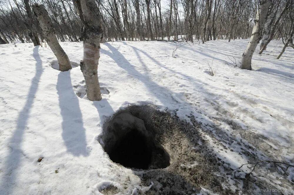 Медвежья Берлога. Медвежья Берлога зимой. Берлога Логово волка. Зимняя берлога медведя