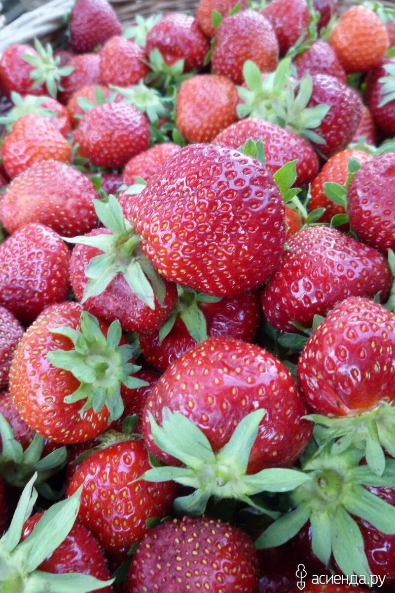сорт клубники черный принц. сорт клубники блэк-свон.