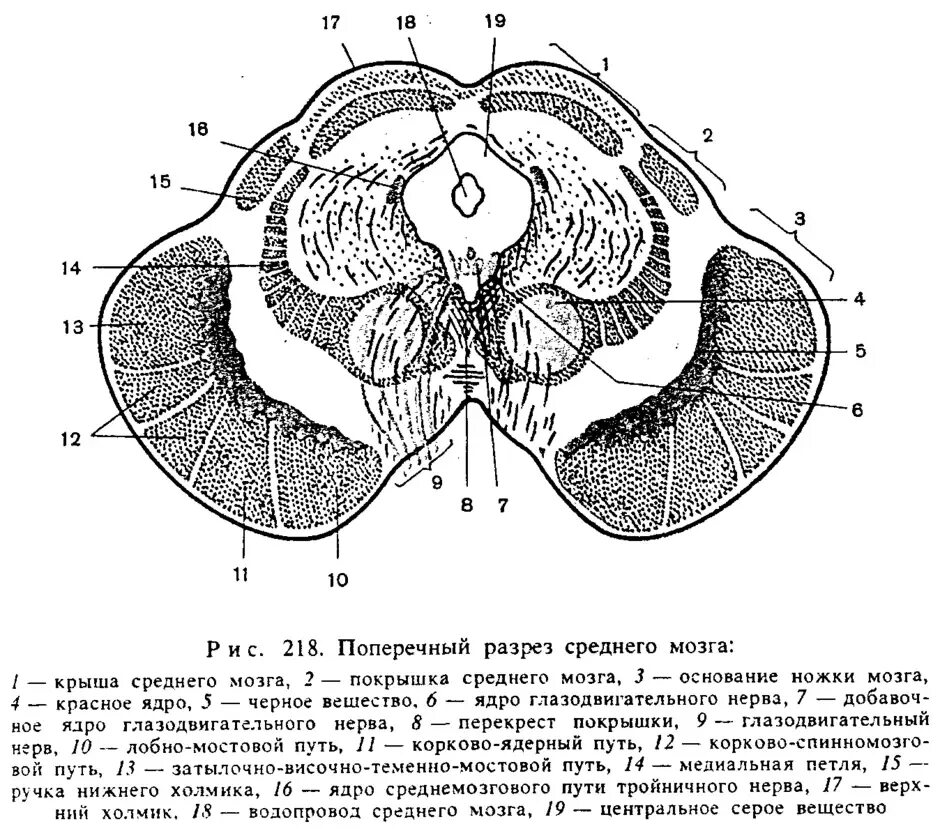 Средний мозг внутреннее строение. Средний мозг внутреннее строение. Отделы среднего мозга схема. Средний мозг анатомические структуры. Средний мозг внутреннее строение.