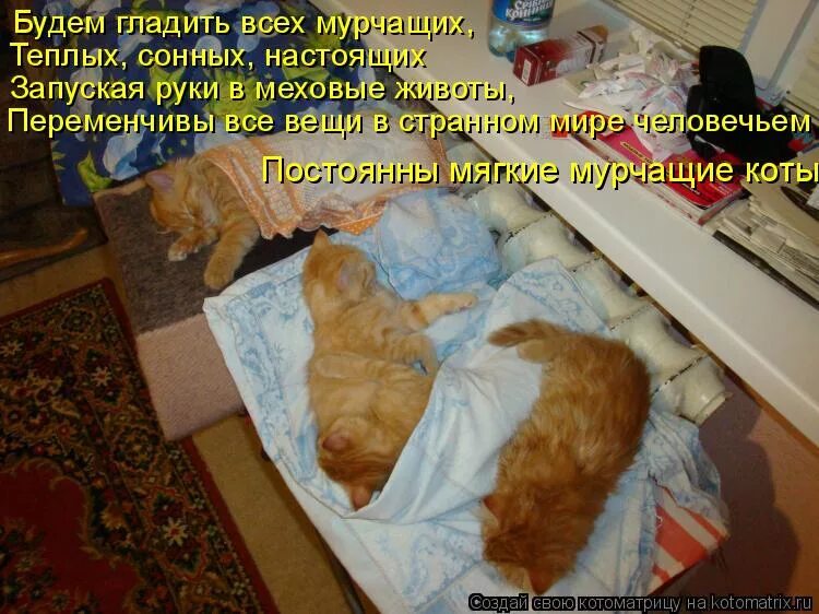 Фелинотерапия фото. Кошка на руках. Будем гладить всех мурчащих теплых сонных настоящих текст. Будем гладить всех мурчащих. Рука гладит кота.