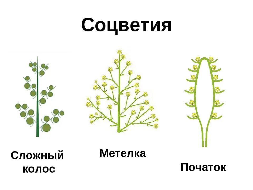 Сложная кисть метелка соцветие. Соцветие метелка схема. Соцветие сложный Колос, метелка. Соцветия метелка и початок. Сложный початок