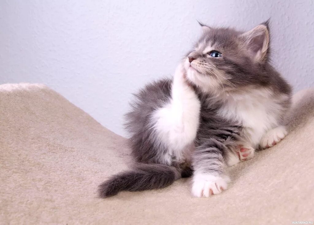 Почему котенок чешет