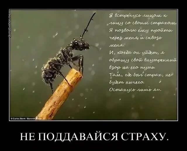 Не поддается разуму