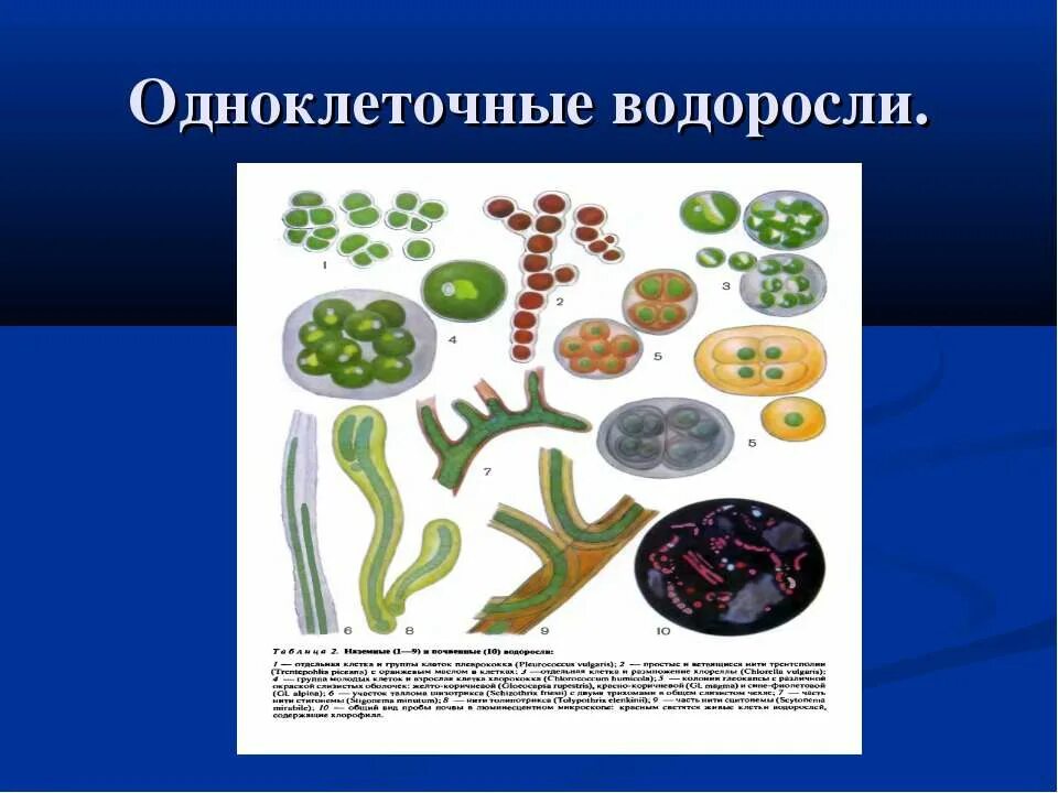Одноклеточные водоросли. Одноклеточные зеленые водоросли. Одноклеточные зеленые водоросли примеры. Разнообразие одноклеточных водорослей.