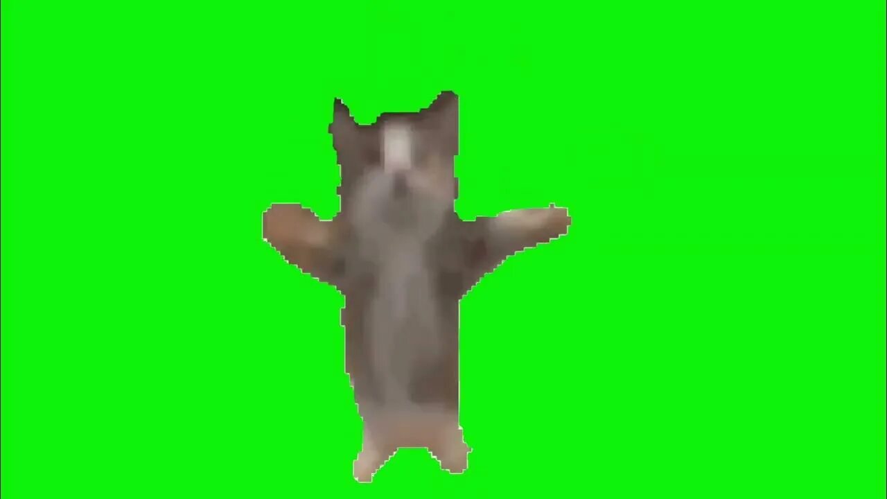 Кот шни шна шнапи. Кот шни шна шнапи