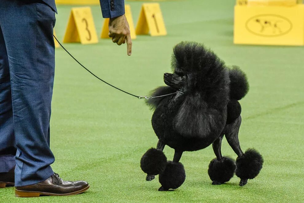 Королевский пудель выставочный. Королевский пудель. Пудель зкс. Карликовый пудель выставочный. Той пудель выставочный.