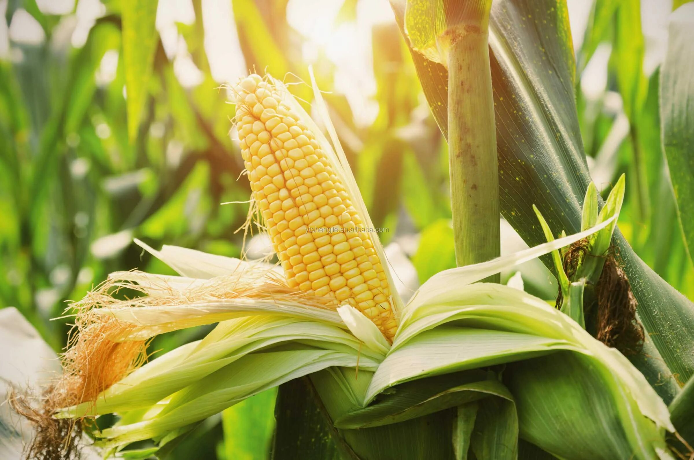 Фото кукурузы. Кукуруза Brevant. Кукуруза сахарная растение. Кукуруза Моника. ФАО кукурузы 350.