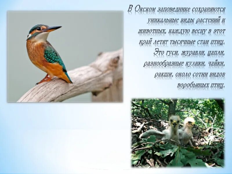 Окский заповедник кратко. Окский заповедник рассказ. окский заповедник доклад. обитатели окского заповедника. окский заповедник презентация.