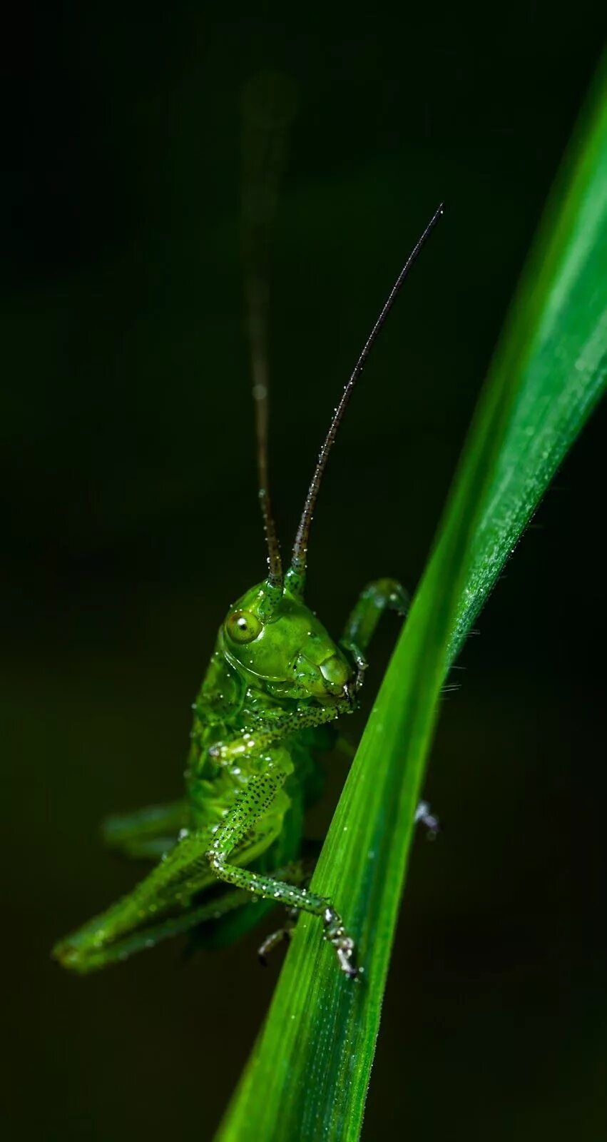 Линек личинки. Кузнечик Grasshopper. Кузнечик насекомое. Личинка зелёного кузнечика. Линька кузнечика.