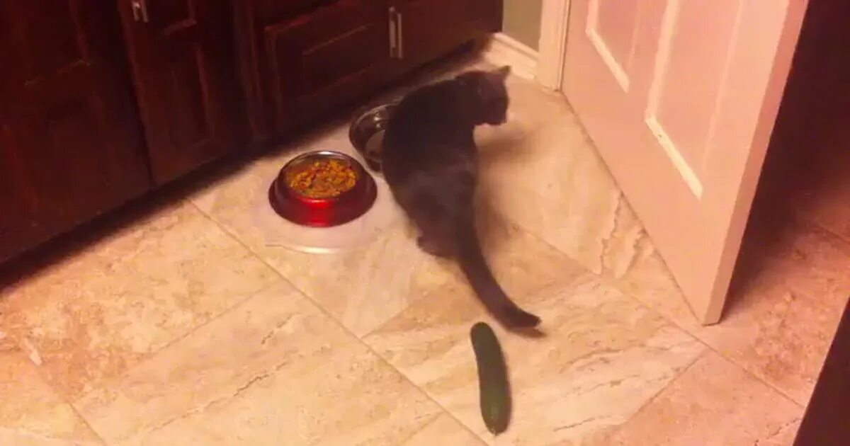 Котик с огурцом. Кот и огурец. Кошка боится огурца. Котик с огурцом. Почему коты и кошки боятся огурцов.