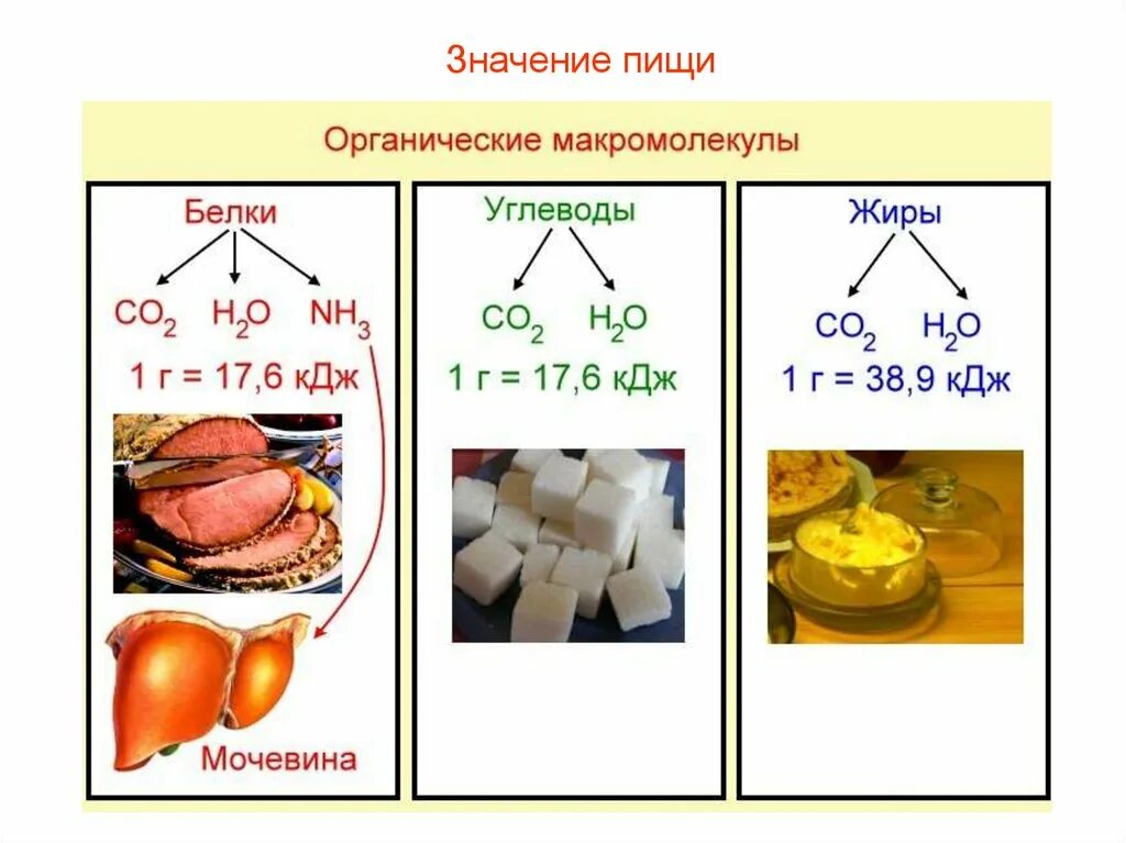 Биологические соединения в организме. Важные химические соединения белки жиры углеводы. Белки жиры углеводы строение. Строение белков жиров и углеводов. Фнкцииелков жиров и углеводов.