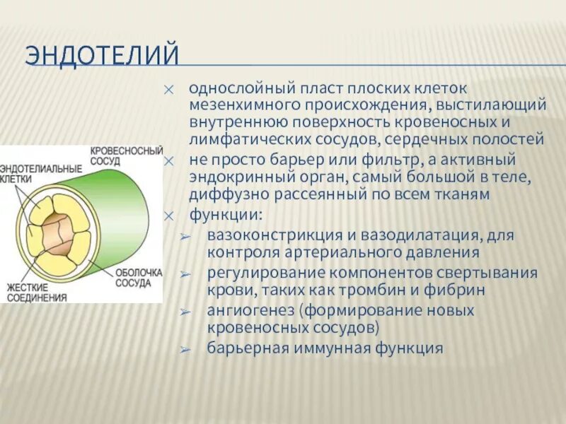 Ткань выстилающая внутреннюю поверхность кровеносных сосудов. Ткань выстилающая внутреннюю поверхность кровеносных сосудов. Ткани артерии. Стенки артерий состоят из трех оболочек. Ткань выстилающая внутреннюю поверхность кровеносных сосудов.