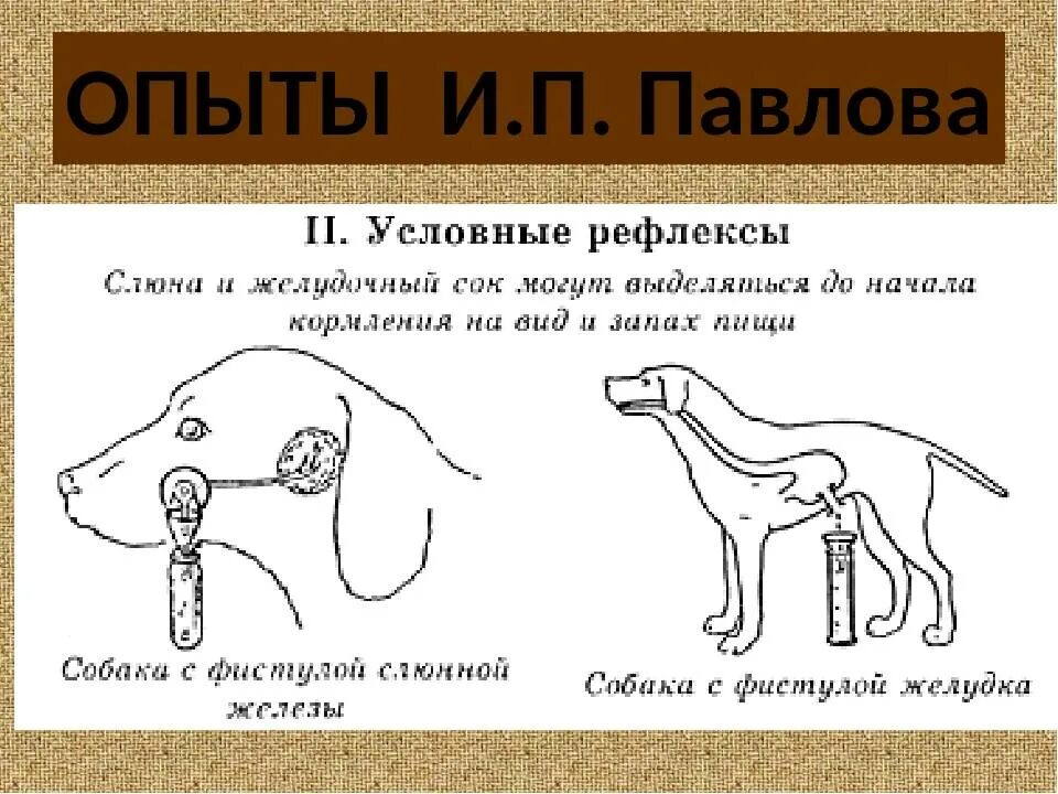 И п павлова рефлекс. Условный рефлекс собаки Павлова схема.