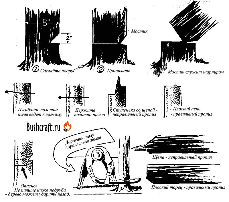 Спил деревьев как правильно. Технология Валки леса бензопилой. Схема Валки леса бензопилами. Валка дерева бензопилой схема. Валка деревьев бензопилой схема подпила.