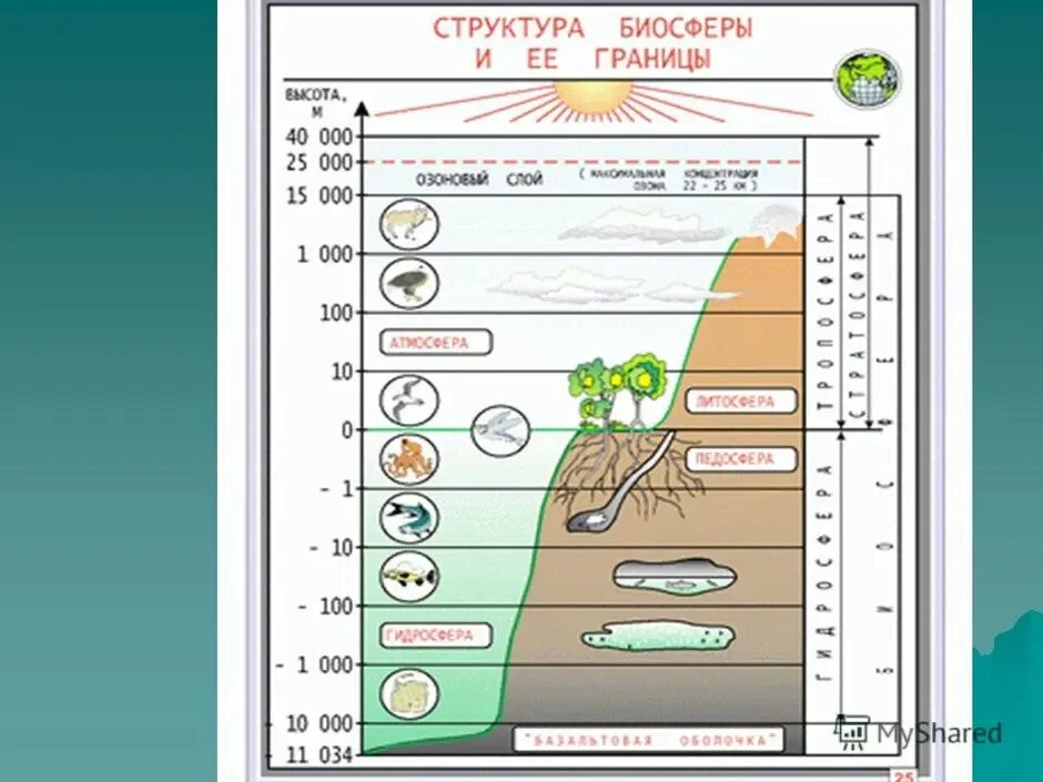 Человек часть биосферы нарисовать. Биосфера – оболочка жизни. Границы биосферы. Биосфера земная оболочка 6 класс география. Границы биосферы схема. Границы биосферы рисунок.