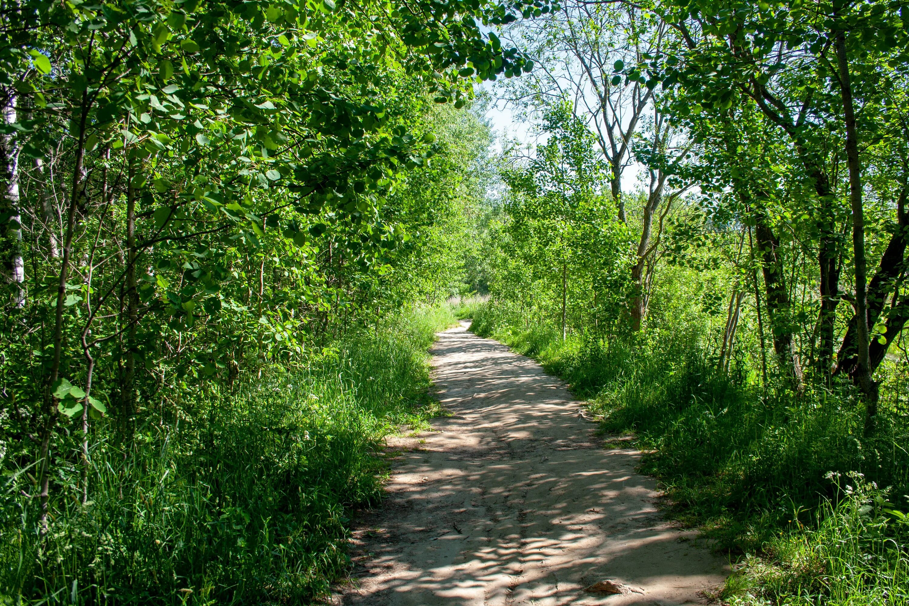 Луговой парк. Заречный парк в Луге. Заречный парк Луга мост. Заречный парк Девяткино. Питер Заречный парк.