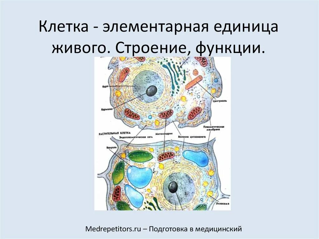 Любая клетка живого организма. Клетка структурно-функциональная единица жизни строение клетки. Клетка элементарная функциональная единица живого. Клетка элементарная структурная единица живого. Клетка — структурно функциональная (элементарная) единица жизни..