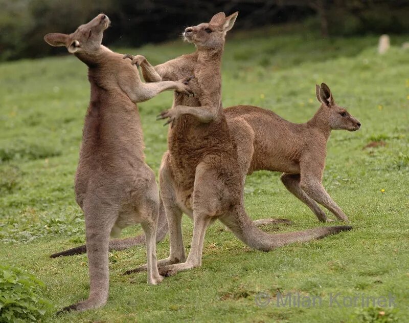 Кенгуру в Австралии. Австралийская Саванна с кенгуру. Самка кенгуру. Образ жизни кенгуру. Кенгуру архив