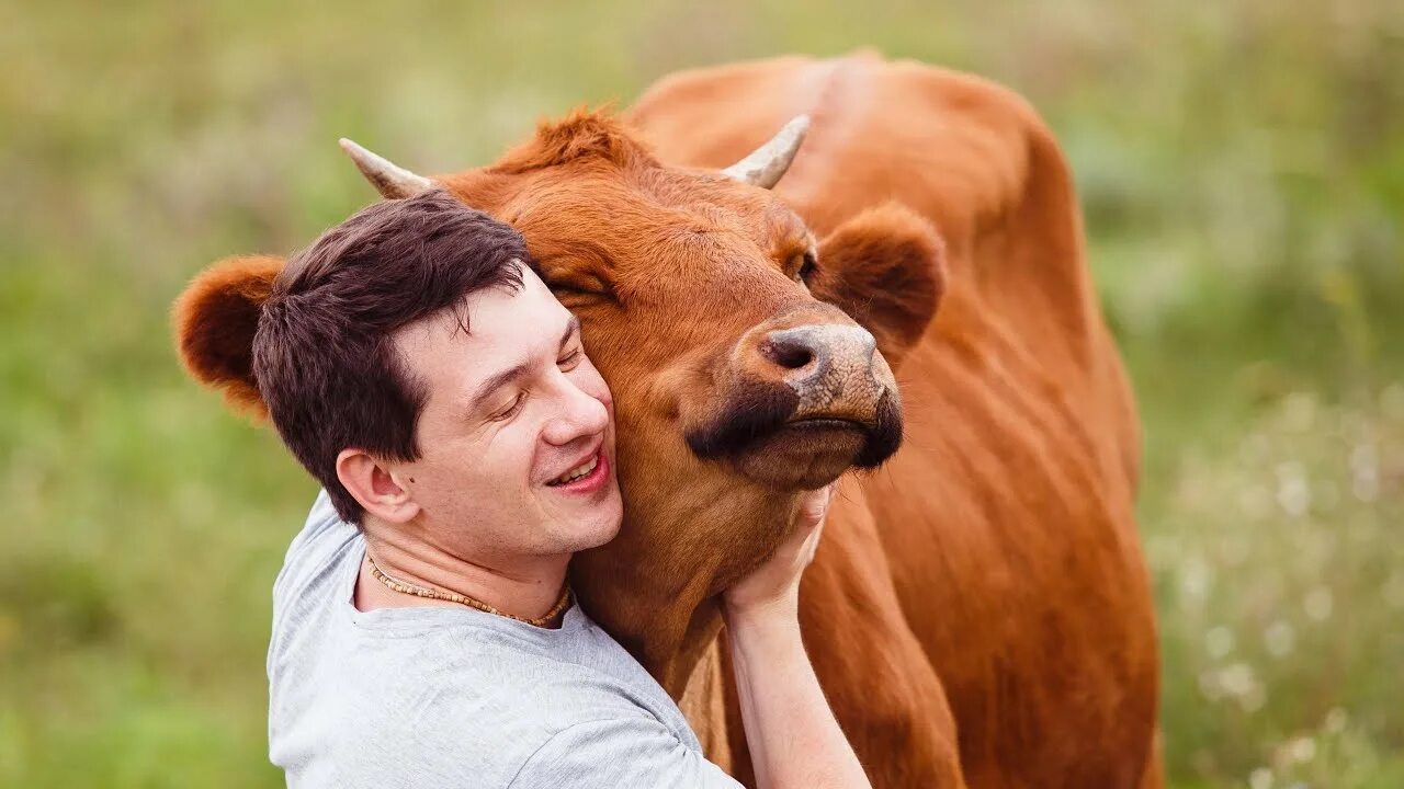 Корова рядом с человеком. Мужчина с коровой. Мужик и корова. Швейцарский фермер. Корова и человек.