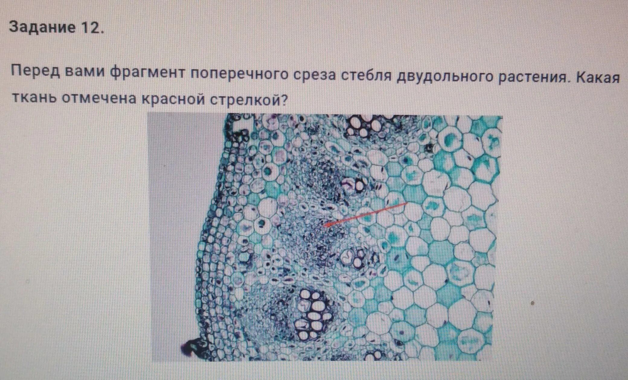 Группа срез. Срез стебля корня двудольного растения. Поперечный срез стебля селягинеллы. Ткани среза растения эпидерма. Фрагмент среза стебля двудольного растения.