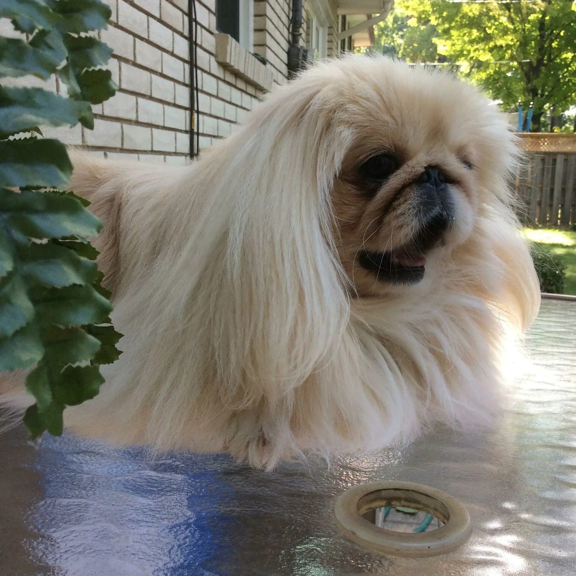 Пекинес королевский рыжий. Пекинес альбинос. Львиный пекинес. Пекинес королевской породы. Королевский карликовый пекинес.