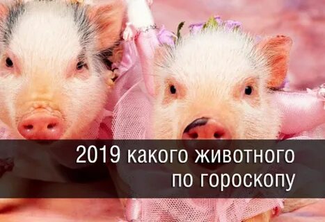 Чей 2019 по календарю