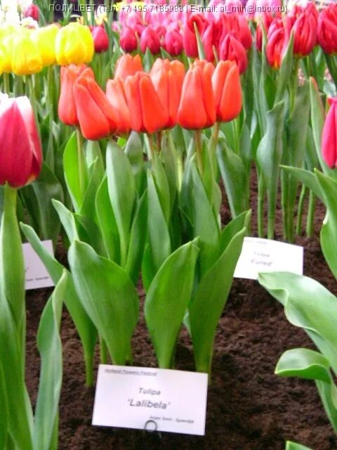 Tulip Lalibella (Тюльпан Лалибелла)