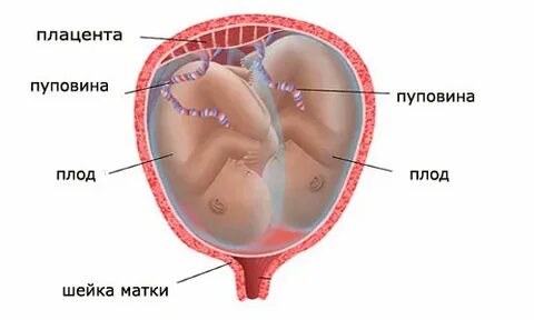 23 неделя беременности плацента