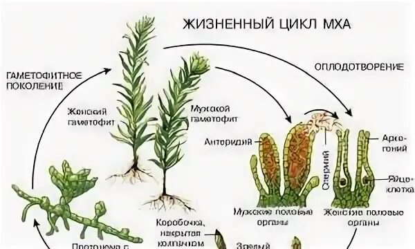 Цикл размножения мхов схема