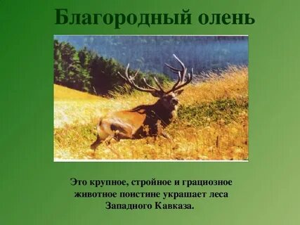 Тема благородная