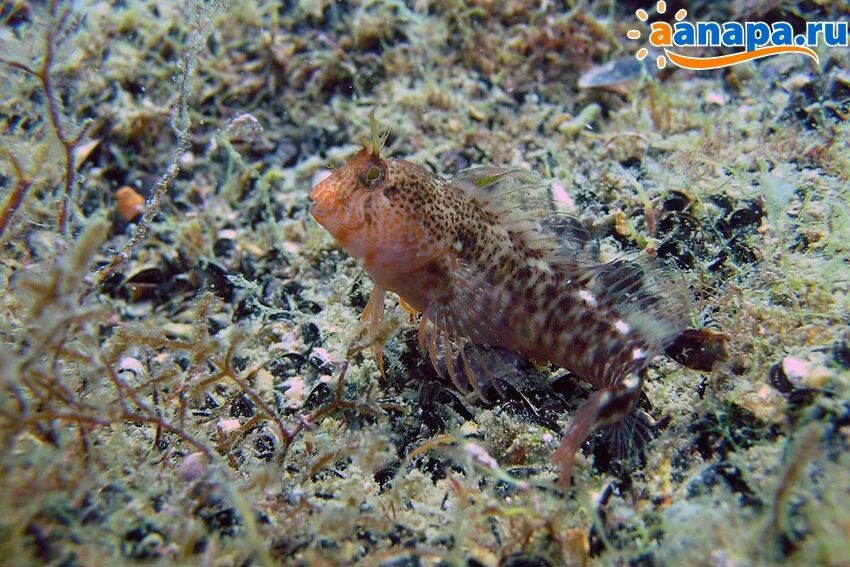Neoclinus blanchardi. Морская собака экскурсии. Морская собачка павлин черное море. Мохнатоголовая морская собачка. Японская мохоголовая собачка.