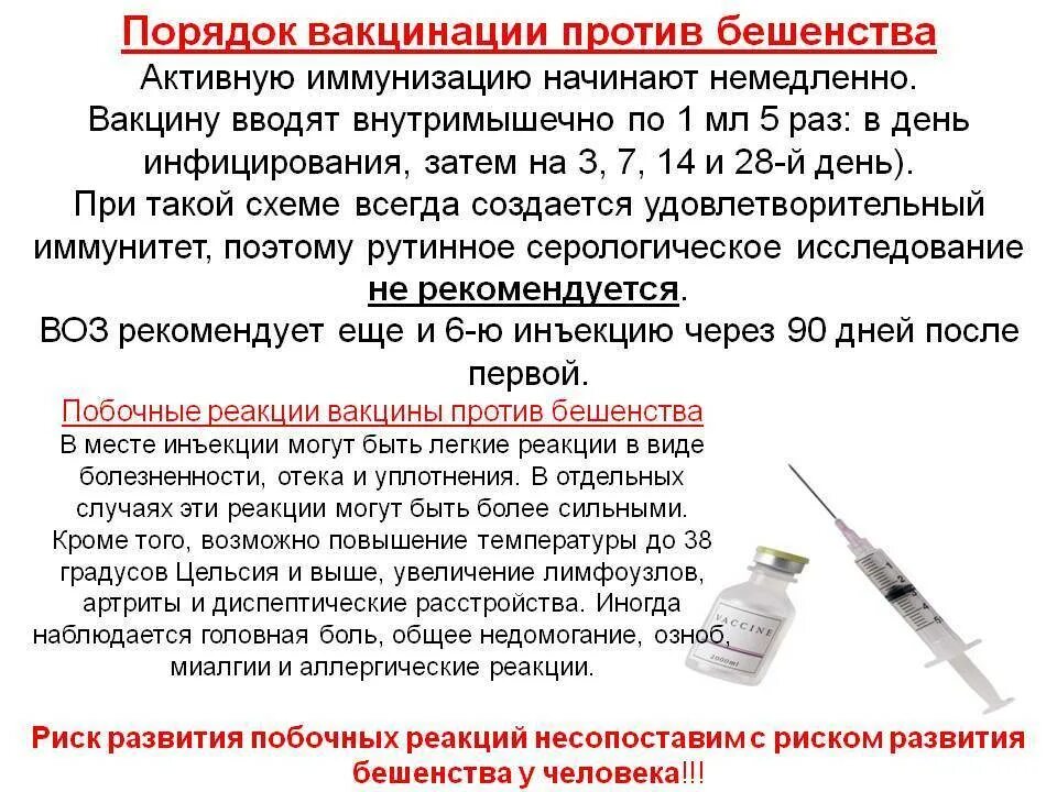 Можно ли ставить прививку при температуре. Схема профилактической вакцинации от бешенства для человека. проводила введение вакцины. реакция на прививку от бешенства. от бешенства вакцина сроки прививок.