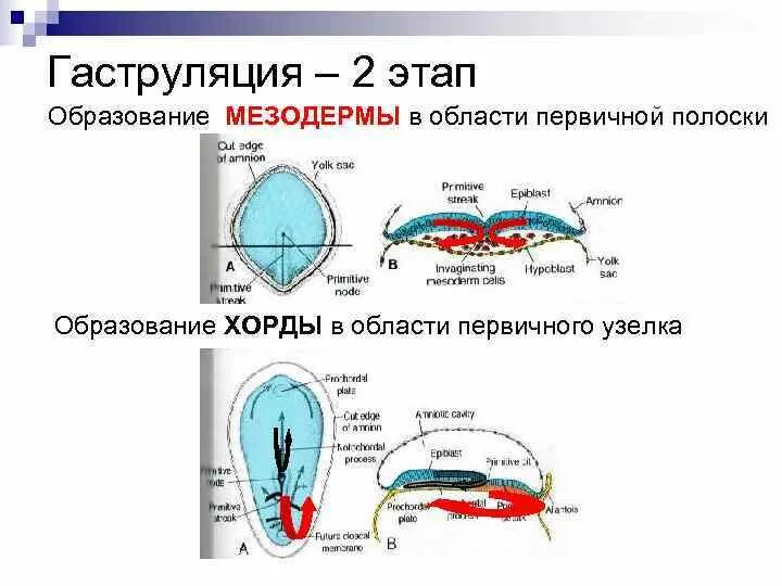Образование первичной полоски происходит через. 2 фаза гаструляции гистология. первичная полоска гаструляция. образование первичной полоски и гензеновского узелка. 2 этап гаструляции.
