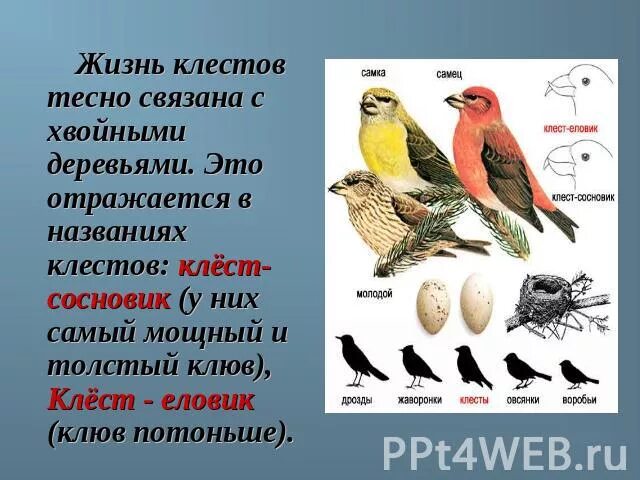 Обучающее изложение клесты 3 класс. Изложение клесты. клесты 3 класс. изложение на тему птицы клесты. клесты изложение 3 класс.