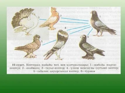 Эмма Уотсон порно онлайн көру