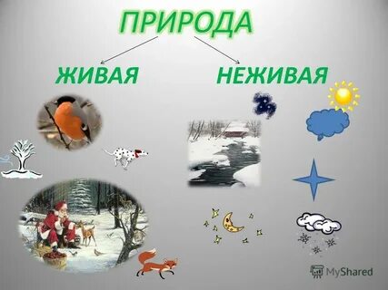 Явление живой природы картинки