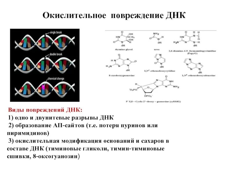 Генетическим повреждением. Повреждение ДНК. Типы повреждений ДНК. Поврежденная ДНК. Разрыв ДНК.