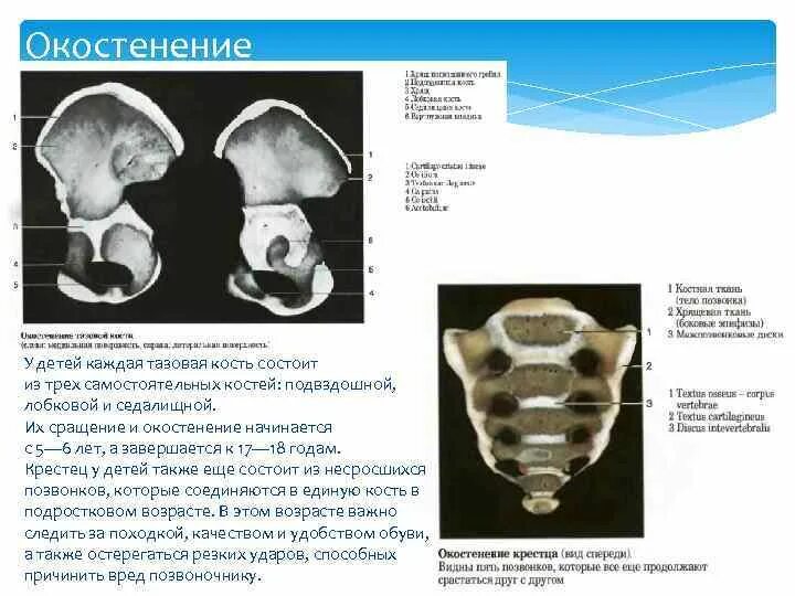 Окостенение костей таза. Тазовая кость ребенка. Окостенение костей у детей.