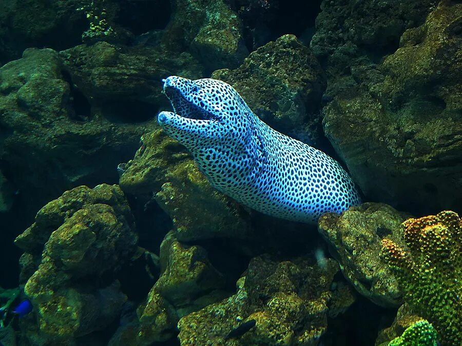 Мурена. Мурена. Средиземноморская мурена. Мурена рыба. Мурена.