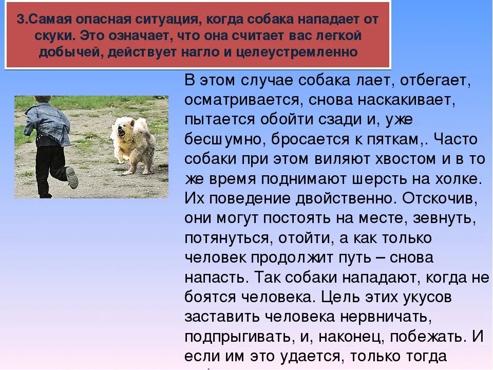 Чего боятся собаки больше всего