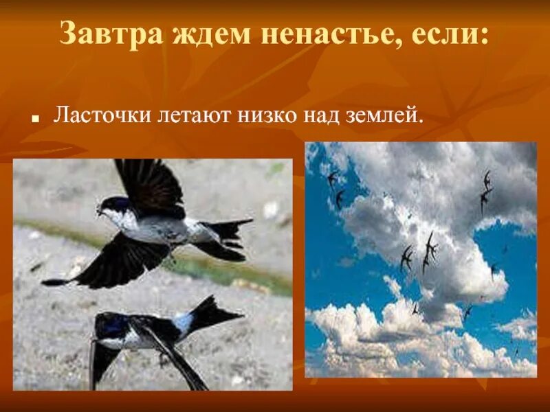 Птицы низко летают. Ласточки и стрижи летают над самой землей;. Ласточки летают низко перед дождем. Стриж и ласточка. Птицы низко летают к дождю.