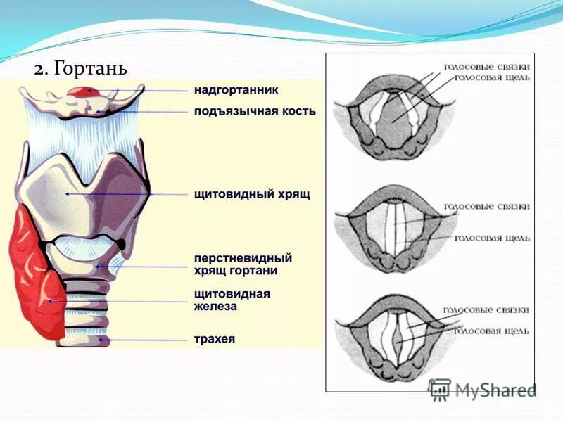 Истинные и ложные голосовые связки. Надгортанник анатомия. Анатомическое строение голосовых связок. Строение голосовых связок гортани. Строение голосовых связок гортани.
