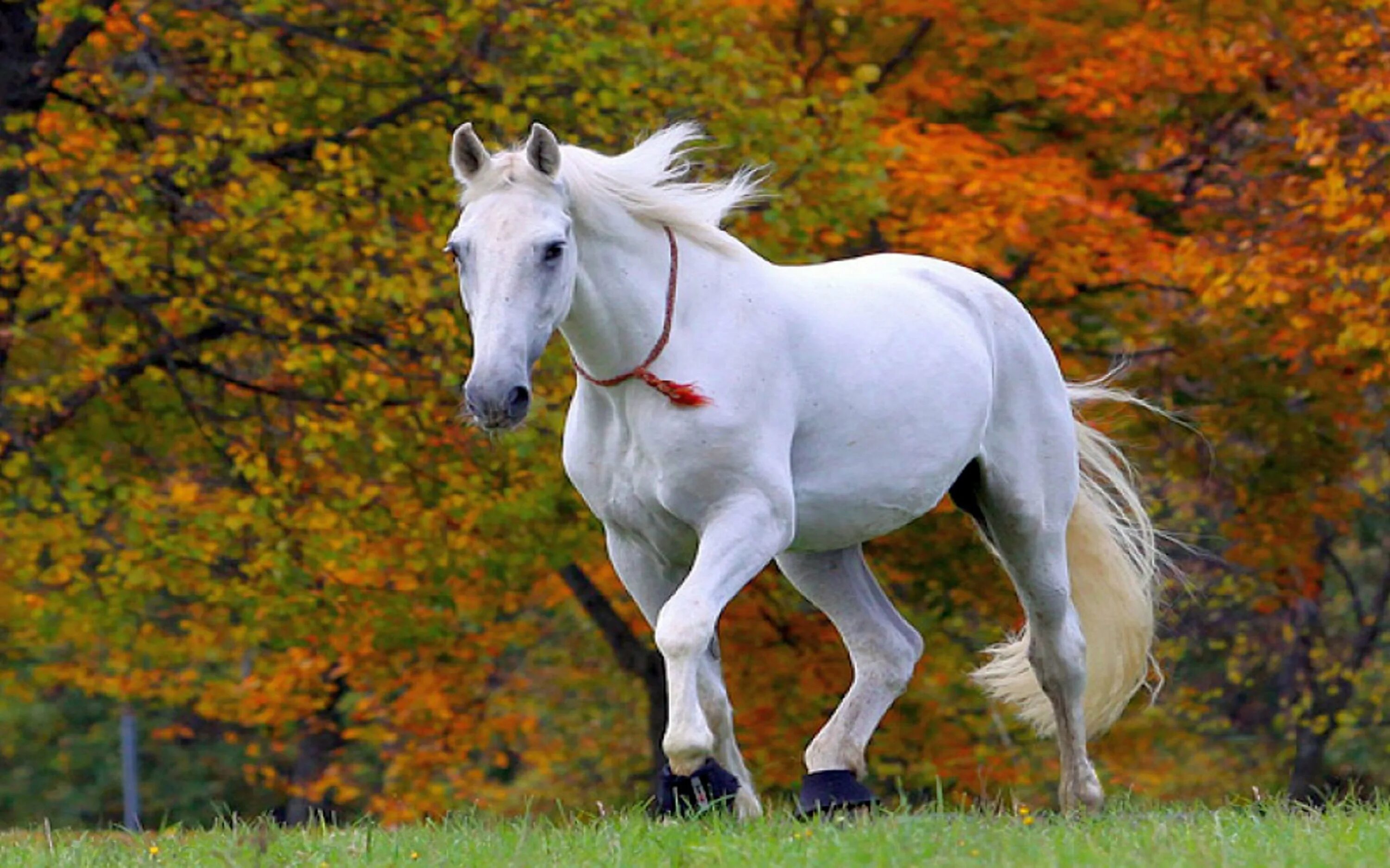 Белая лошадь. Красивые лошадки. Красивый конь. Красивая белая лошадь.